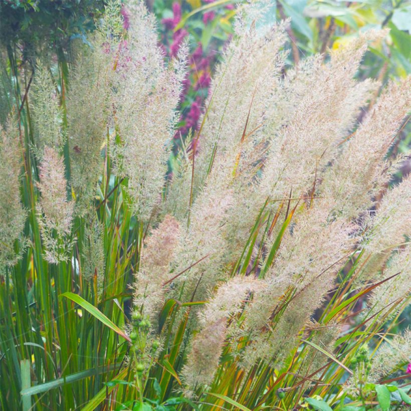 Calamagrostis brachytricha - Diamantgras (Blüte)