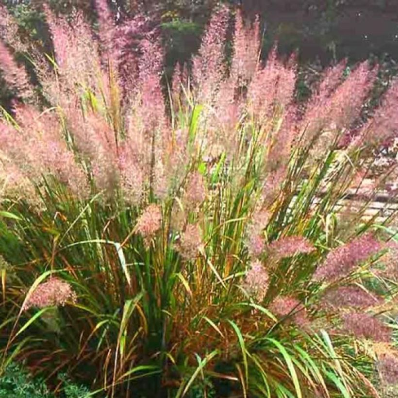 Calamagrostis brachytricha - Diamantgras (Hafen)