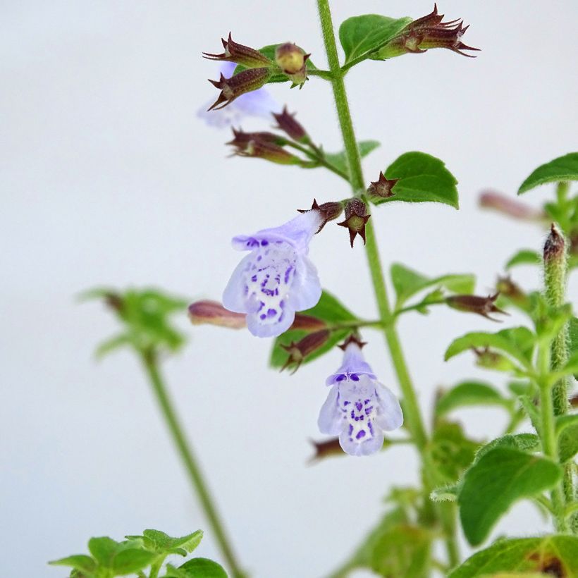 Kleine Bergminze - Calamintha nepeta (Blüte)