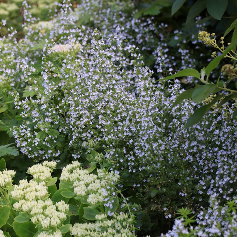 Kleine Bergminze - Calamintha nepeta (Hafen)