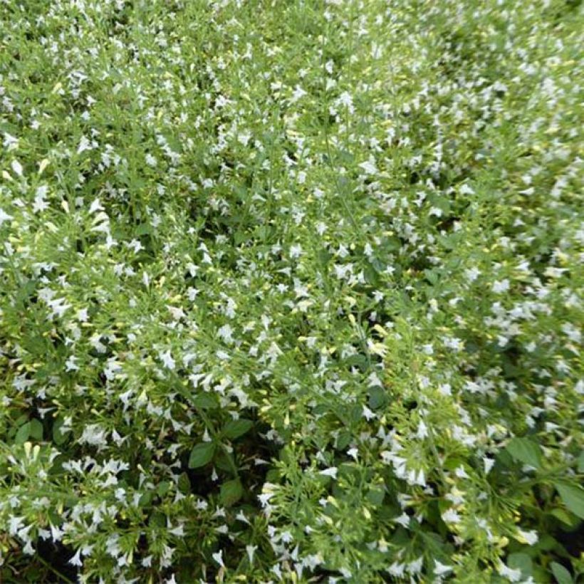 Calamintha nepeta Weisser Riese - Kleine Bergminze (Blüte)