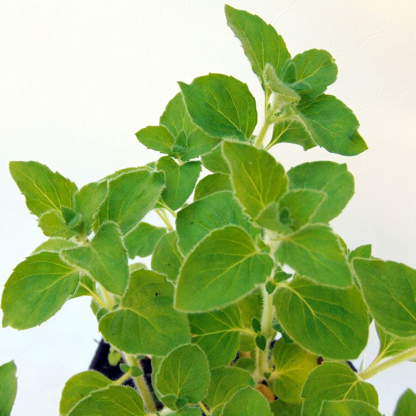 Calamintha nepeta Weisser Riese - Kleine Bergminze (Laub)