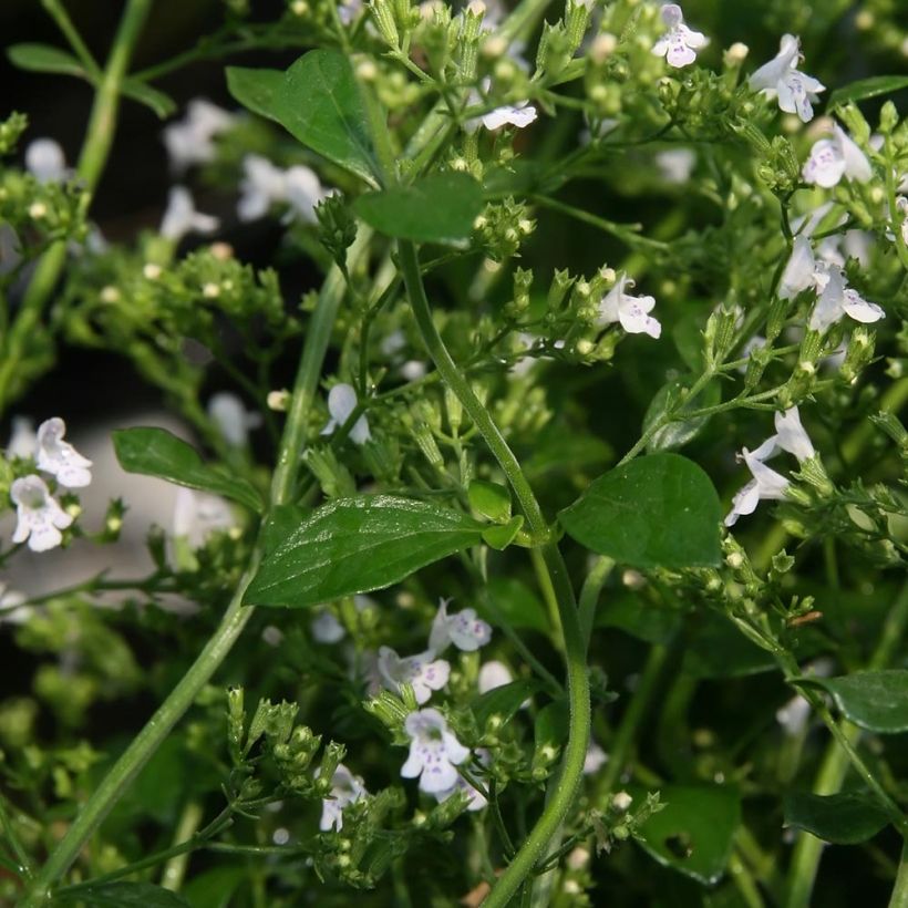 Calamintha nepeta White Cloud - Kleine Bergminze (Laub)