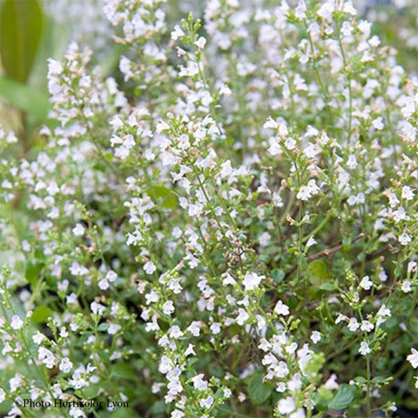 Calamintha sylvatica Menthe - Wald-Bergminze (Blüte)