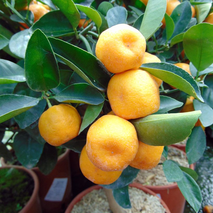 Calamondin - Citrus madurensis (Ernte)