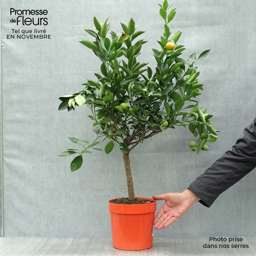 Exemplar von Calamondin - Citrus madurensis wie im Herbst geliefert