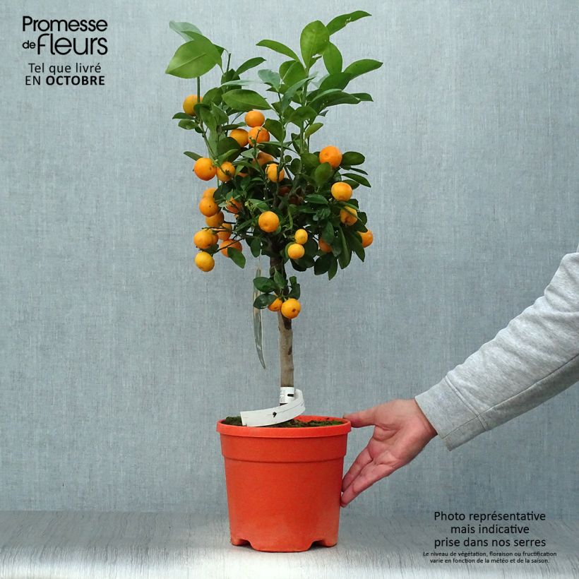 Exemplar von Calamondin - Citrus madurensis wie im Herbst geliefert