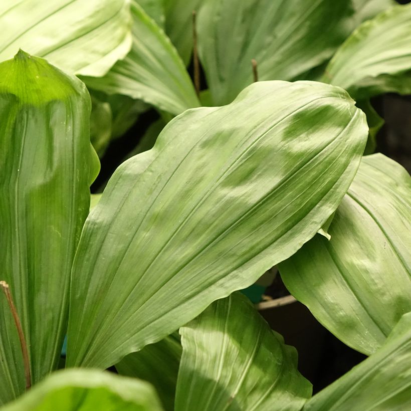 Calanthe Olive Green - Gartenorchidee (Laub)