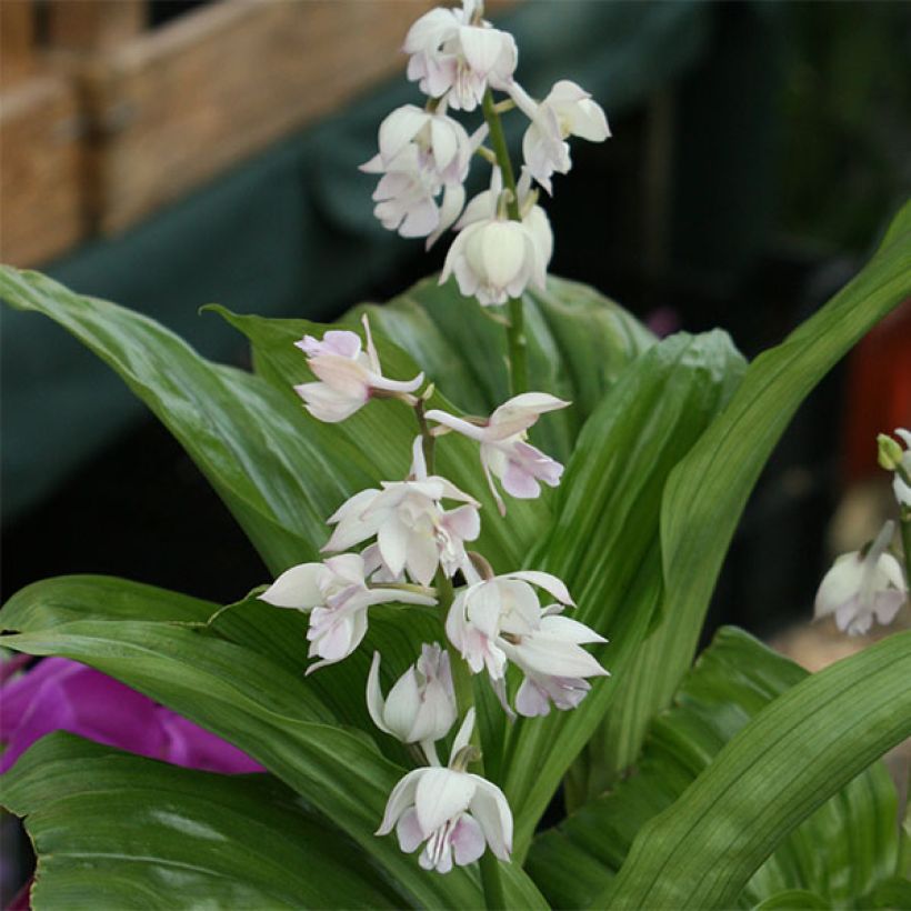 Calanthe aristulifera - Gartenorchidee (Blüte)