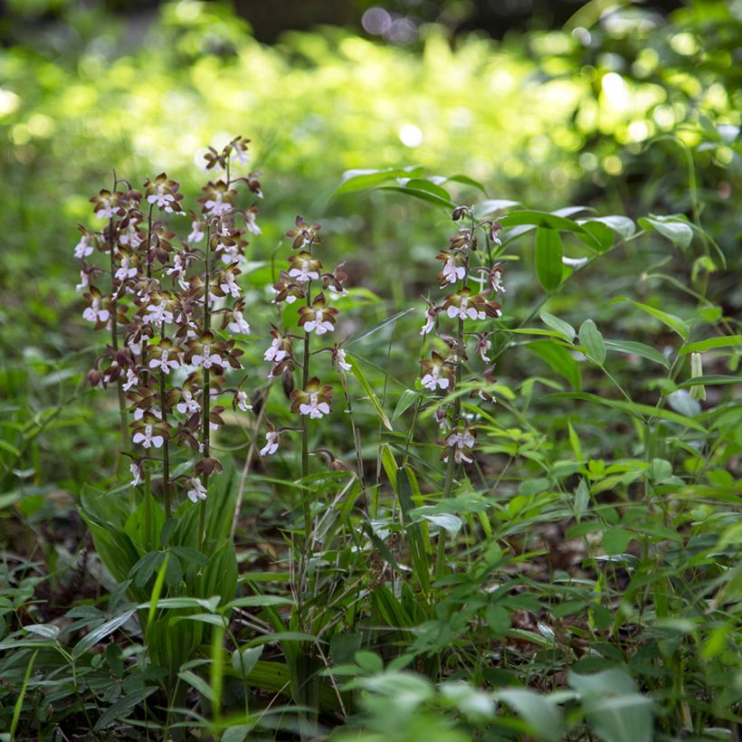 Calanthe discolor - Gartenorchidee (Hafen)