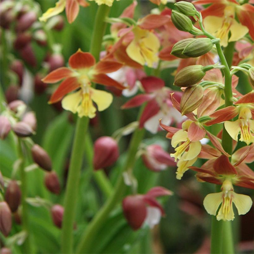 Calanthe tricarinata - Gartenorchidee (Blüte)