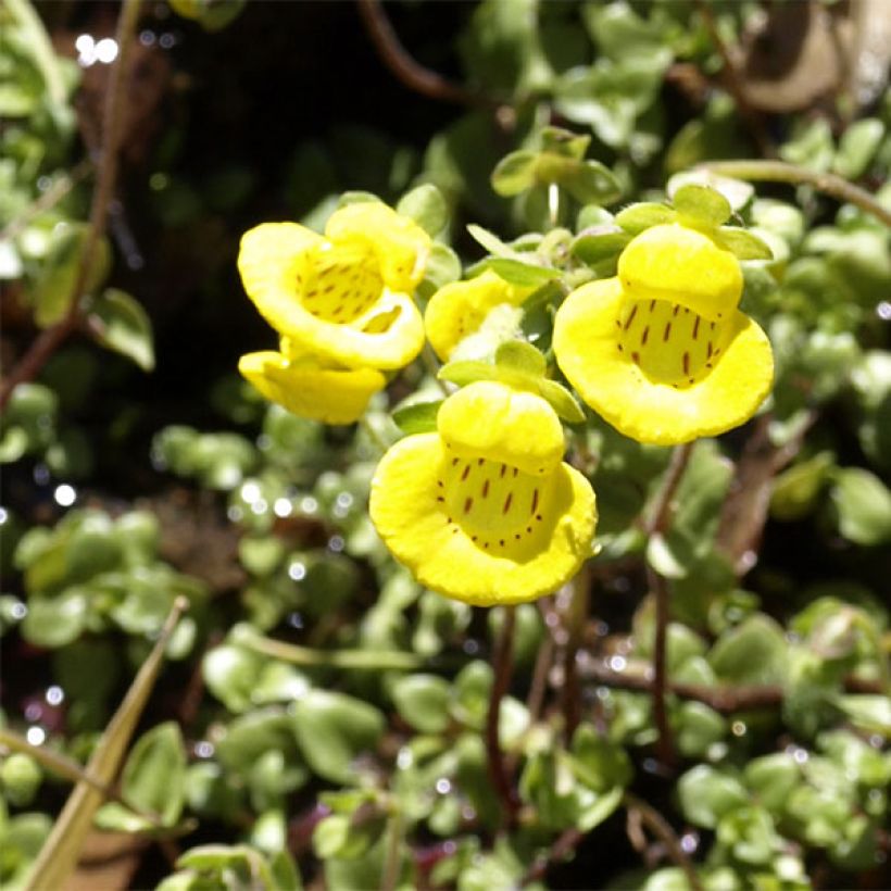 Calceolaria tenella - Pantoffelblume (Blüte)