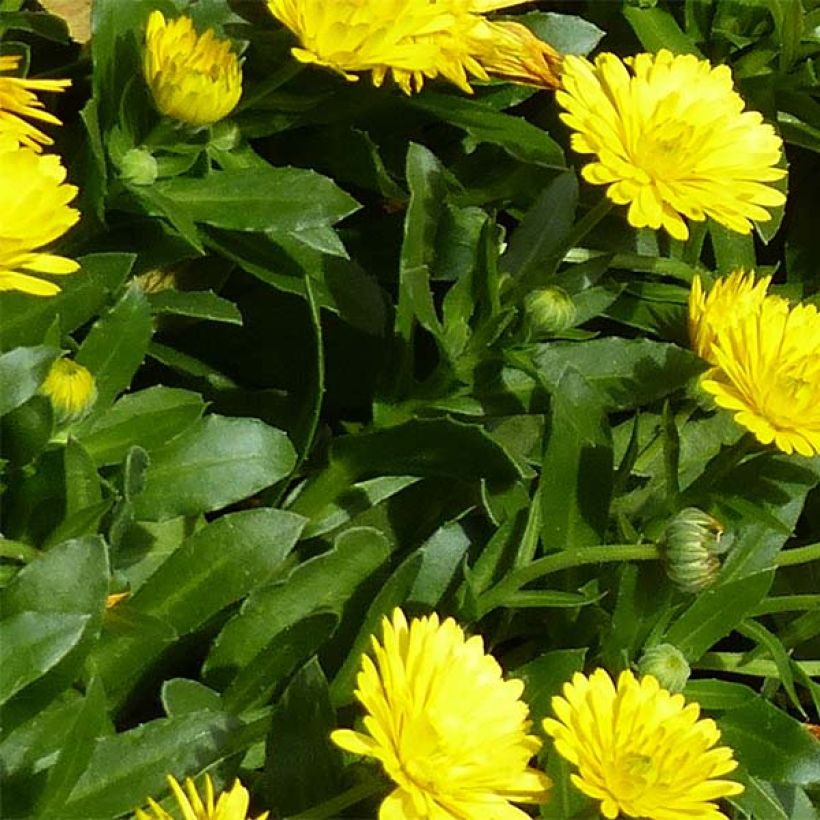 Ringelblume Powerdaisy Sunny - Calendula hybrida (Laub)