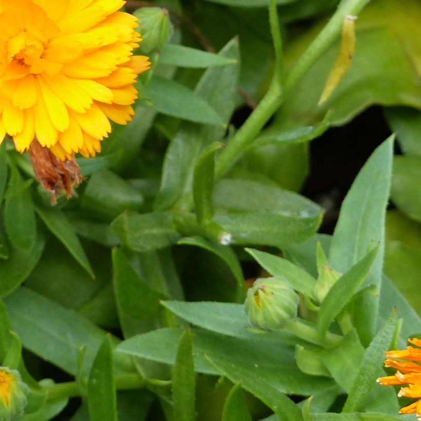 Ringelblume Powerdaisy Tango - Calendula hybrida (Laub)