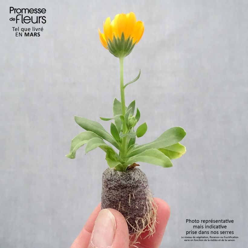 Exemplar von Calendula Powerdaisy Tango - Souci Mini-motte 3,5 cm wie im Frühjahr geliefert