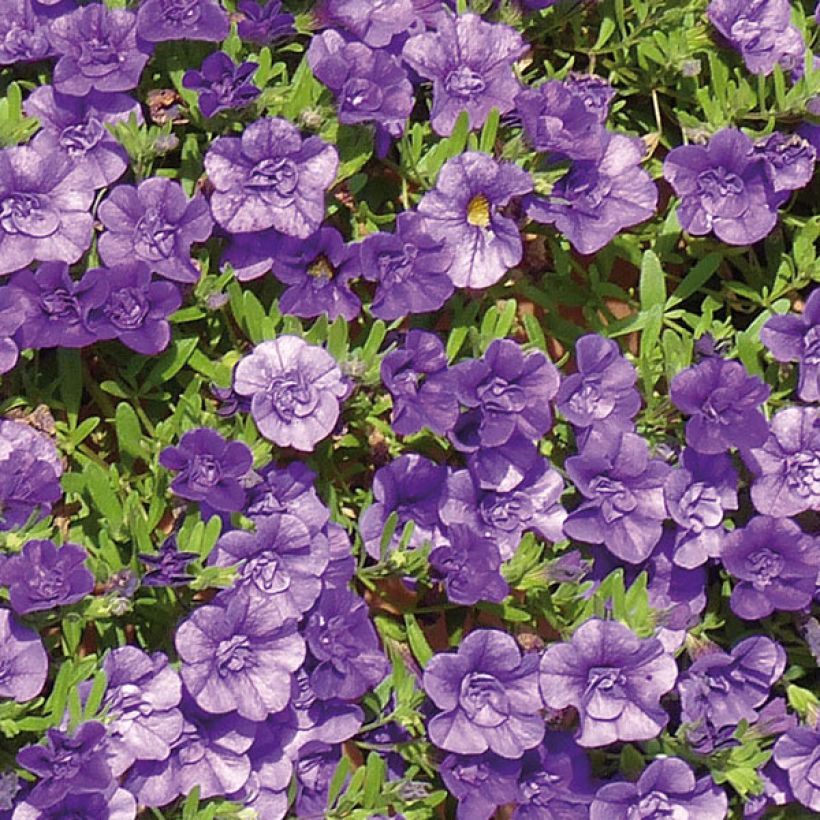 Zauberglöckchen Can-Can Rosies Blue - Calibrachoa (Blüte)