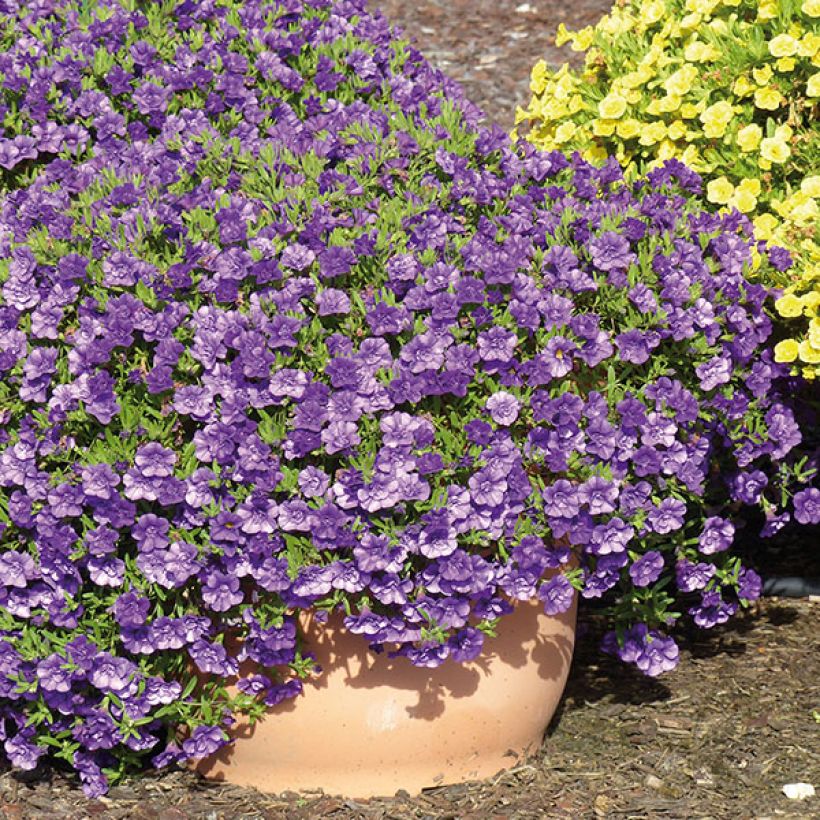 Zauberglöckchen Can-Can Rosies Blue - Calibrachoa (Hafen)