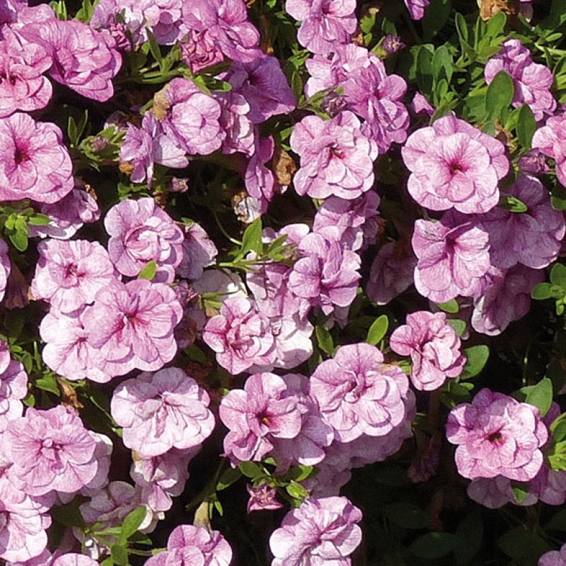 Zauberglöckchen Can-Can Rosies Pink Vein - Calibrachoa (Blüte)