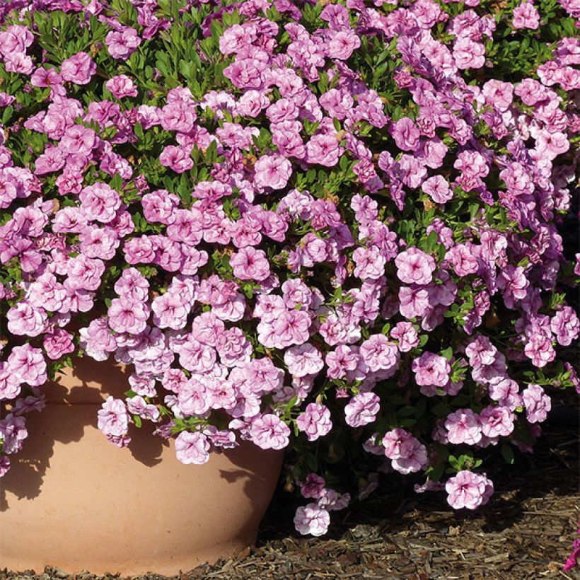 Zauberglöckchen Can-Can Rosies Pink Vein - Calibrachoa (Hafen)