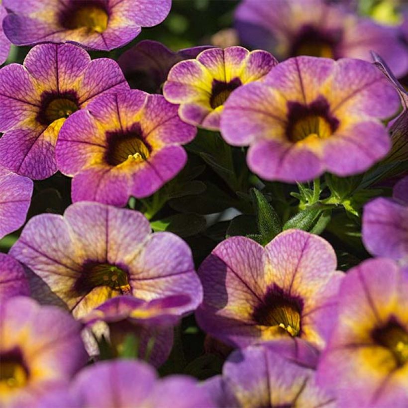 Zauberglöckchen Chameleon Blueberry Scone - Calibrachoa (Blüte)