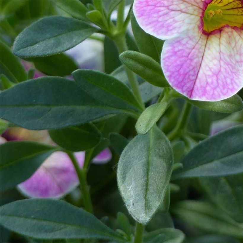 Zauberglöckchen Chameleon Pink Passion - Calibrachoa (Laub)