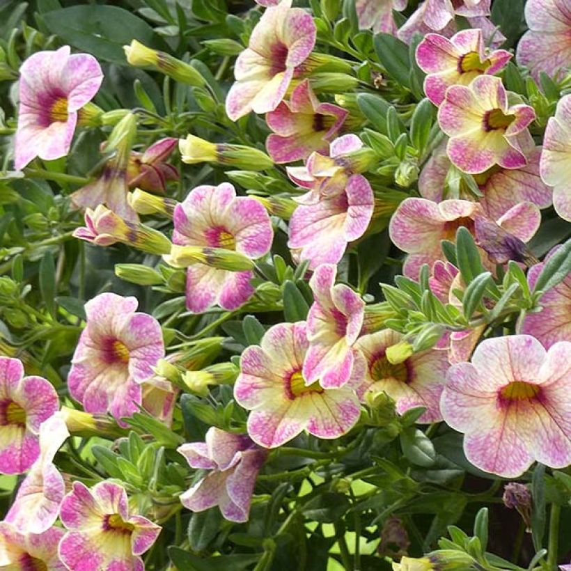 Zauberglöckchen Chameleon Pink Passion - Calibrachoa (Blüte)