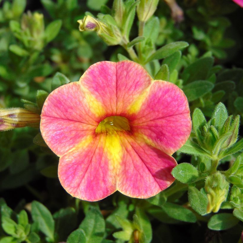 Zauberglöckchen Chameleon Sunshine Berry - Calibrachoa (Blüte)