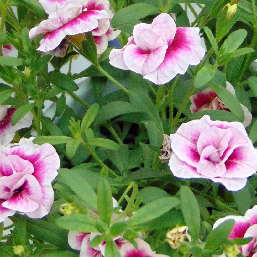 Zauberglöckchen MiniFamous Double Pinktastic - Calibrachoa (Laub)