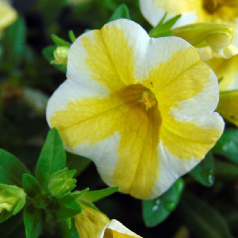 Zauberglöckchen Superbells Lemon Slice - Calibrachoa (Blüte)