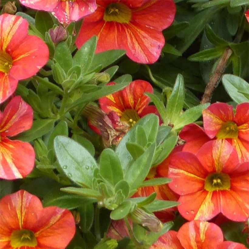 Zauberglöckchen Superbells Tropical Sunrise - Calibrachoa (Laub)