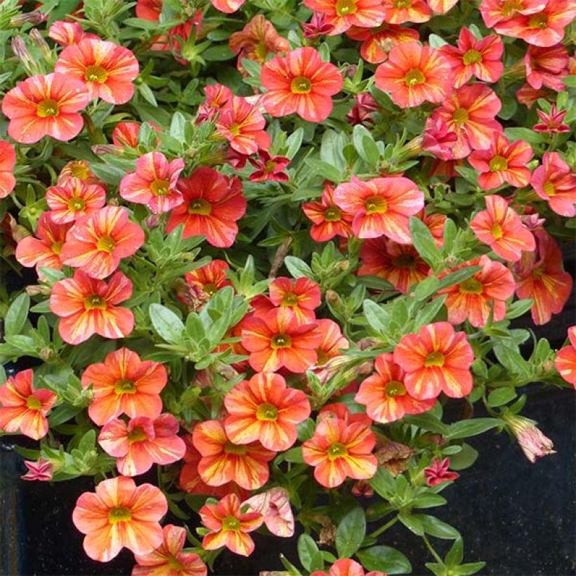 Zauberglöckchen Superbells Tropical Sunrise - Calibrachoa (Hafen)