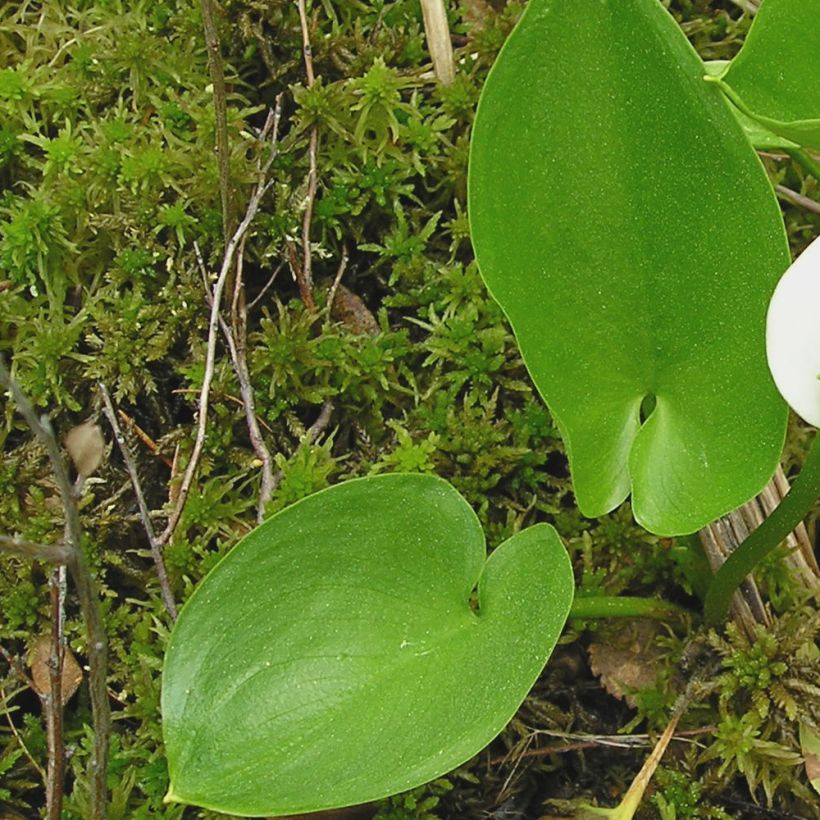 Calla palustris - Schlangenwurz (Laub)