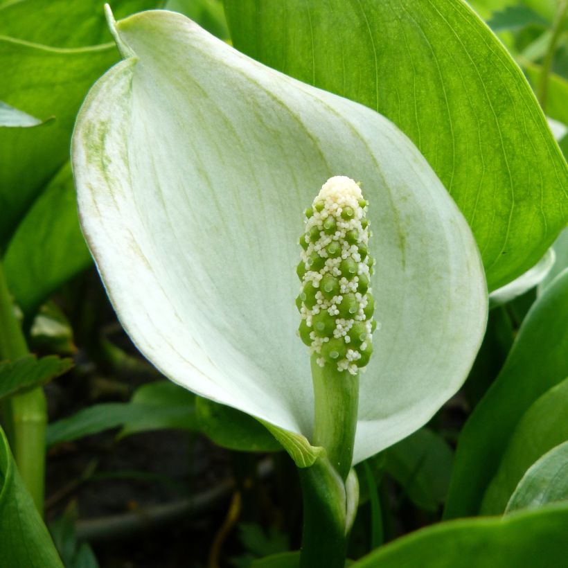 Calla palustris - Schlangenwurz (Blüte)