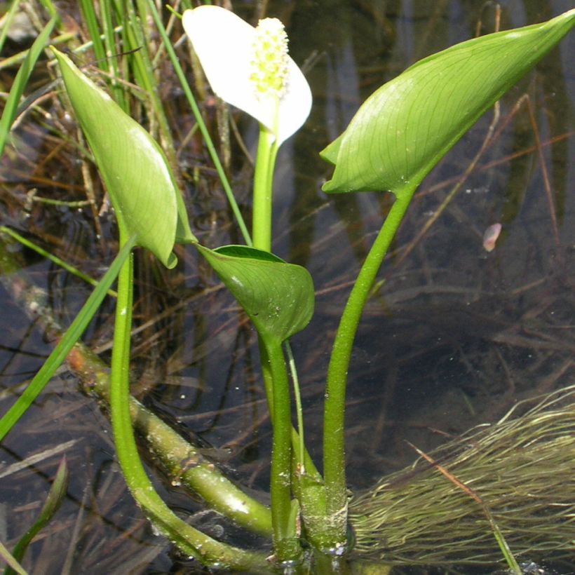 Calla palustris - Schlangenwurz (Hafen)