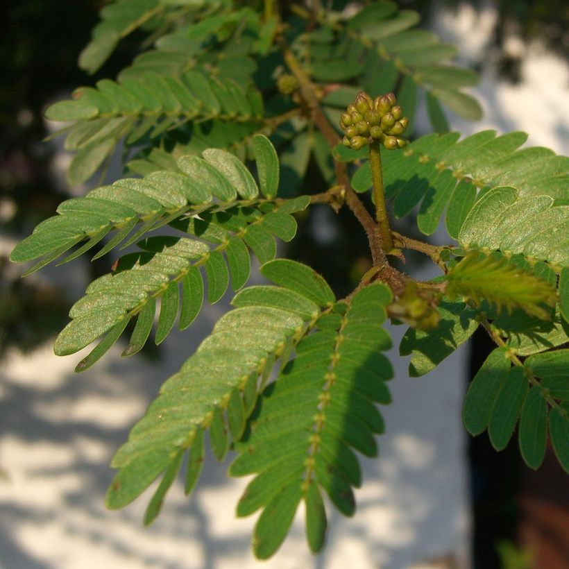 Calliandra surinamensis - Rosa Puderquastenstrauch (Laub)