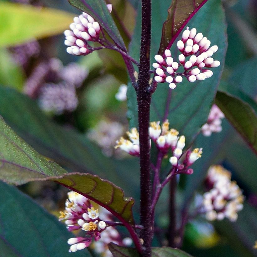 Liebesperlenstrauch Pearl Glam - Callicarpa bodinieri (Blüte)