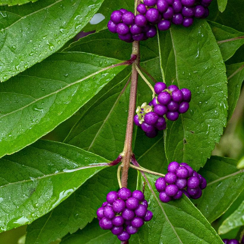 Purpur-Schönfrucht - Callicarpa dichotoma (Ernte)