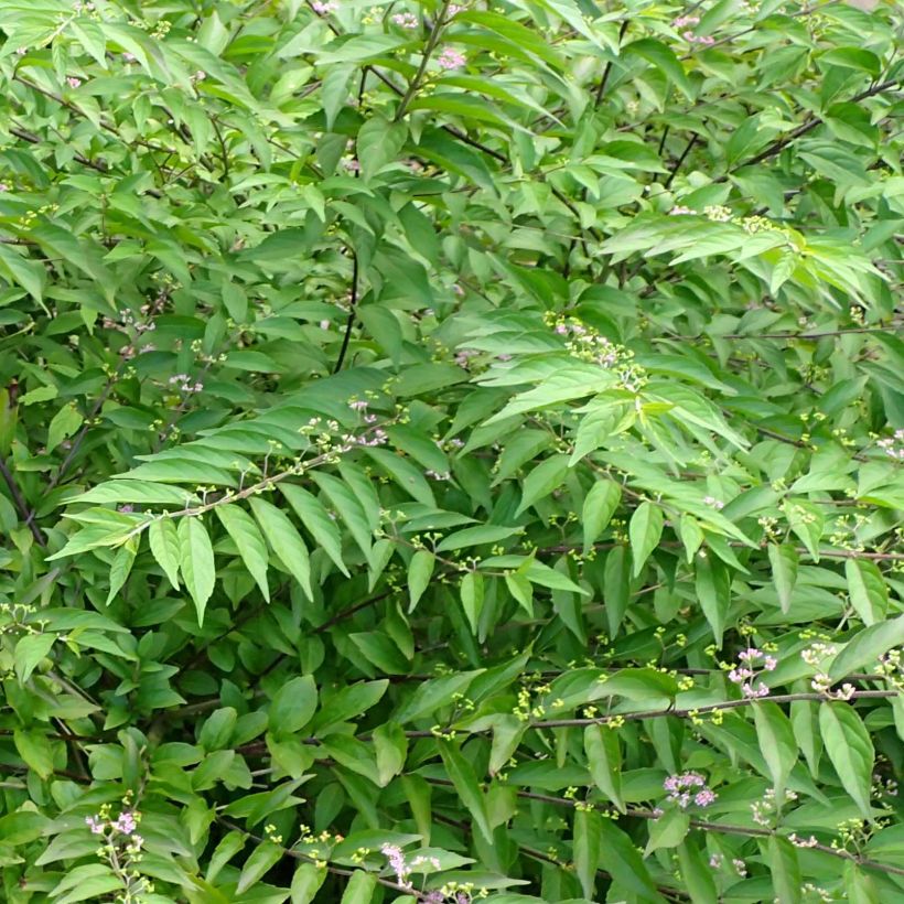 Purpur-Schönfrucht Issai - Callicarpa dichotoma (Laub)