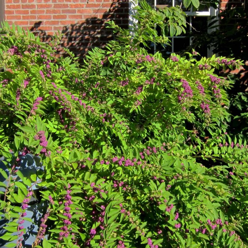 Purpur-Schönfrucht Issai - Callicarpa dichotoma (Hafen)