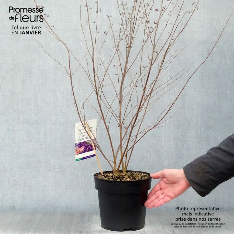 Exemplar von Callicarpa dichotoma Issai Pot de 3L/4L wie im Winter geliefert