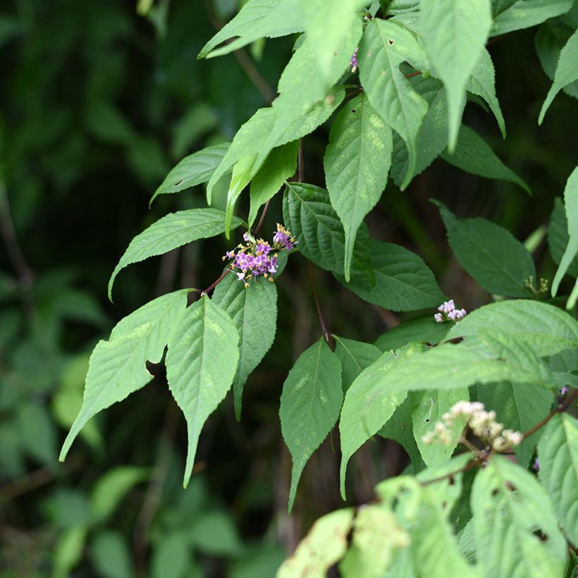 Japanische Schönfrucht - Callicarpa japonica (Laub)