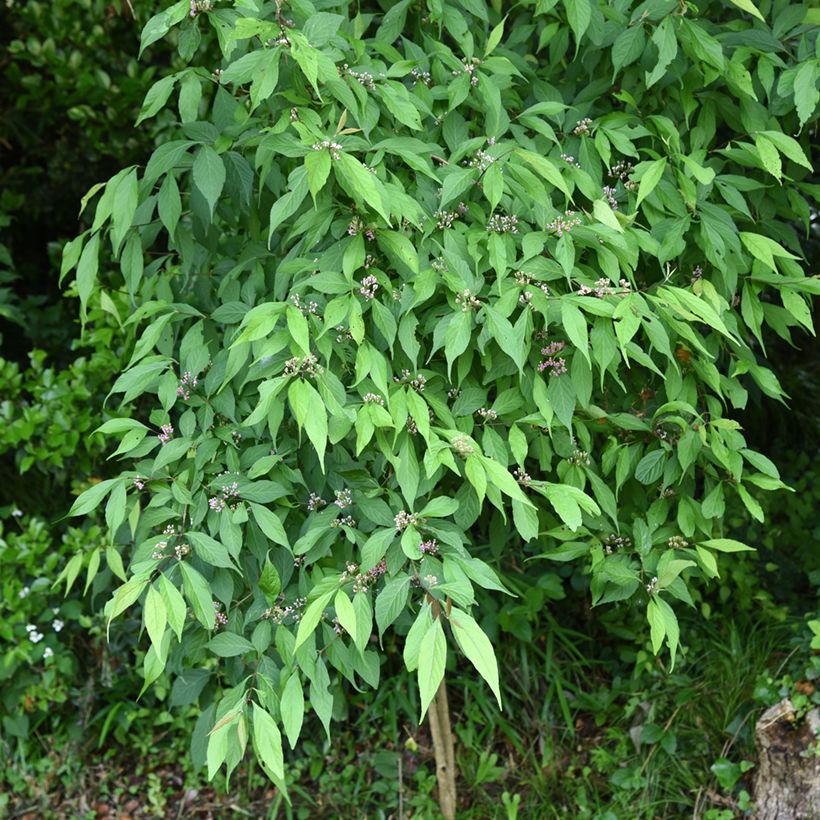 Japanische Schönfrucht - Callicarpa japonica (Hafen)