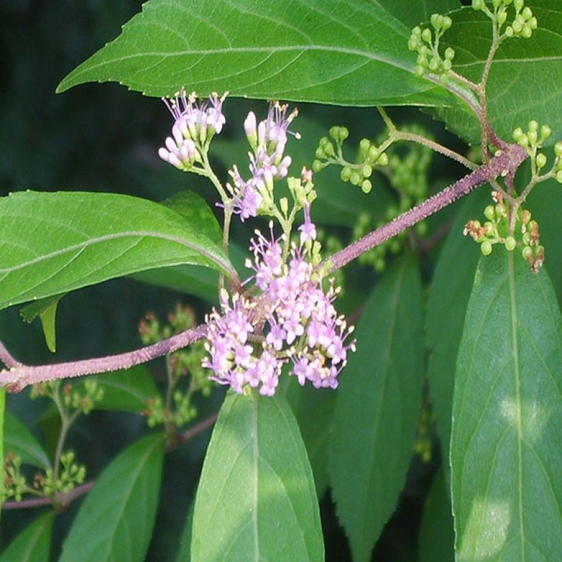 Herbstblühende Schönfrucht - Callicarpa kwangtungensis (Laub)