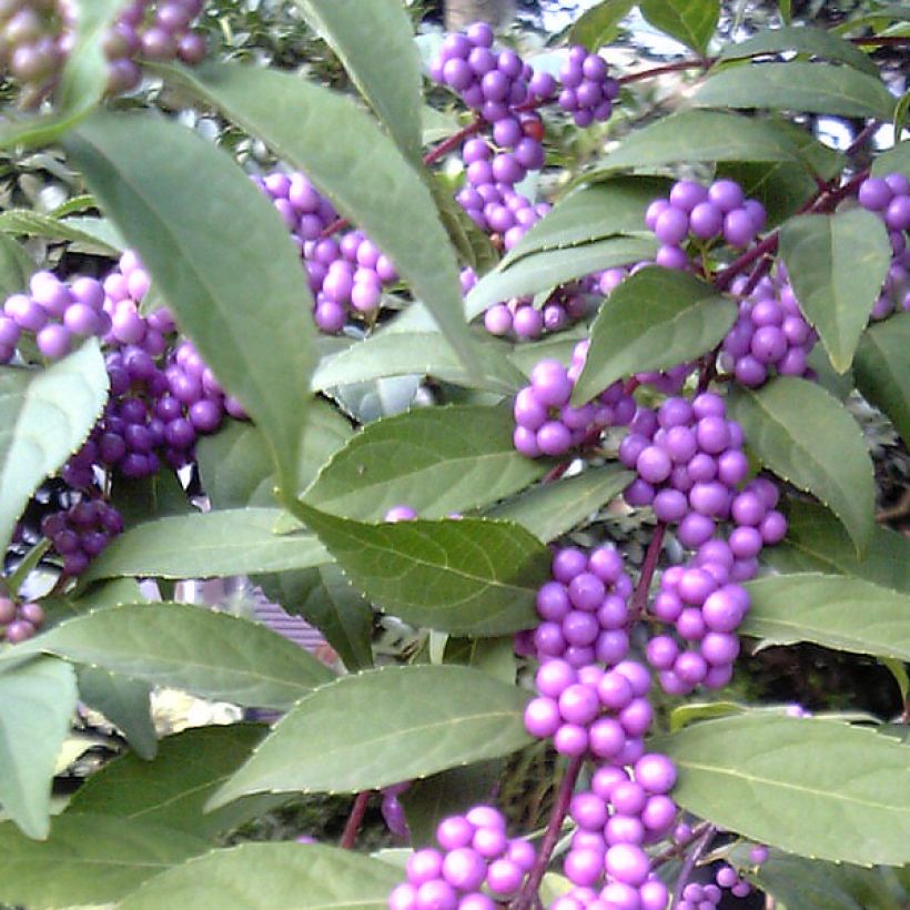 Herbstblühende Schönfrucht - Callicarpa kwangtungensis (Ernte)