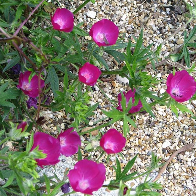 Callirhoe involucrata - Mohnmalve (Blüte)