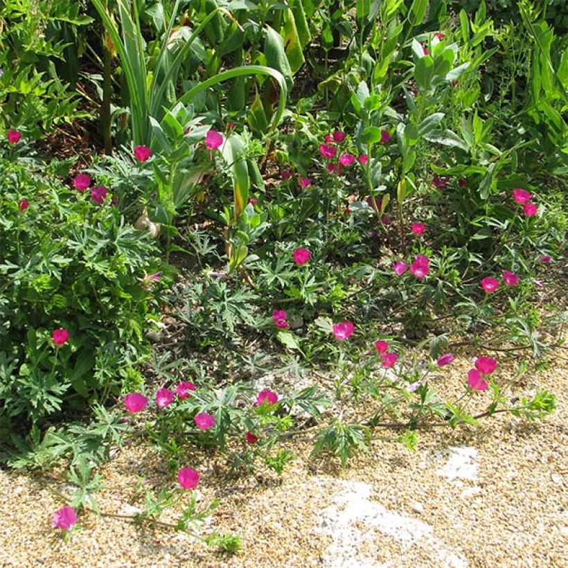 Callirhoe involucrata - Mohnmalve (Hafen)