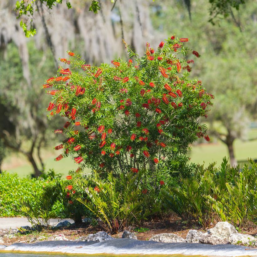 Callistemon hybrida Woodlander's Hardy - Zylinderputzer (Hafen)