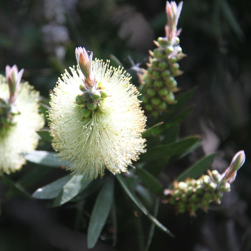 Callistemon citrinus Albus - Zylinderputzer (Blüte)