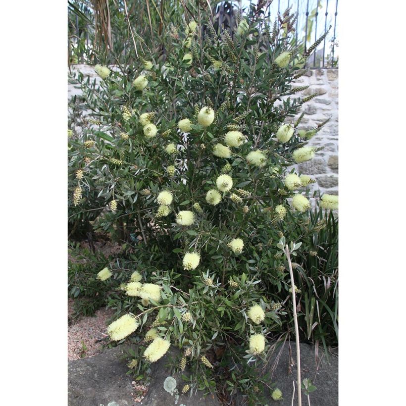 Callistemon citrinus Albus - Zylinderputzer (Hafen)