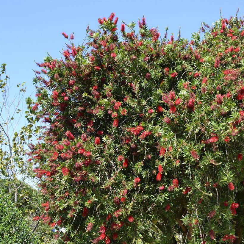 Callistemon rigidus - Zylinderputzer (Hafen)